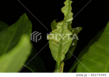 オオスカシバ若齢幼虫 クチナシの害虫の写真素材