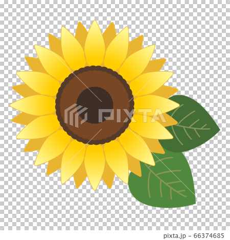 ひまわり ベクターイラストのイラスト素材
