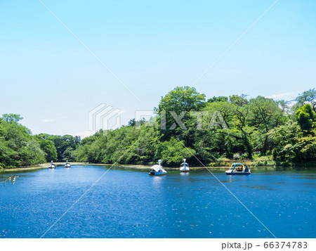 東京　井の頭公園 66374783