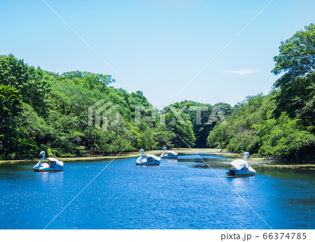 東京　井の頭公園 66374785