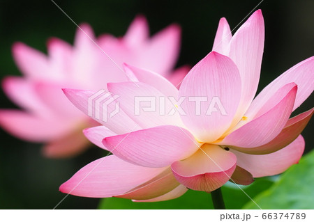 ハスの花（誠蓮） 66374789