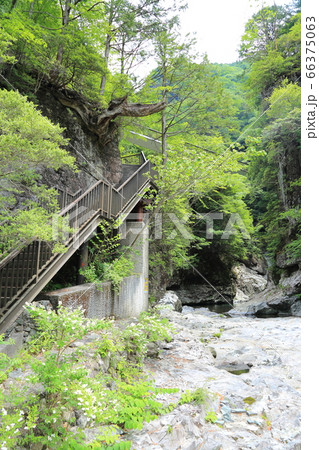 みたらい渓谷 / みたらい渓谷ウォーキングコース 【奈良県天川村】 みたらい渓谷 / みたらい渓谷ウォーキングコース 【奈良県天川村】 66375063