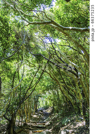 木漏れ日が降りそそぐ森のトンネル 福岡県糸島市 芥屋の大門公園の写真素材