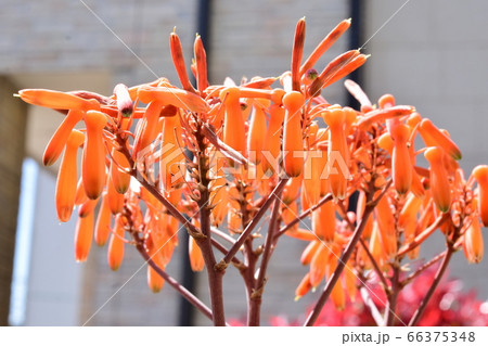 カランコエ 花 多肉植物の写真素材