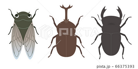 夏の昆虫 ベクターイラストのイラスト素材