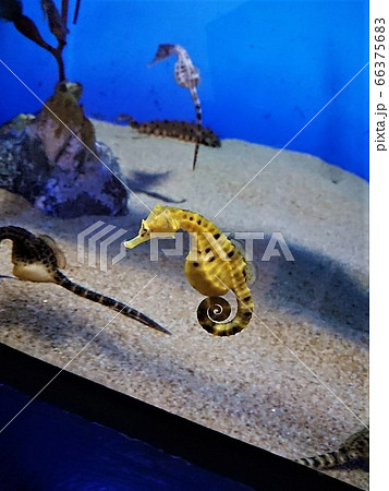 タツノオトシゴ 大洗水族館のファンタジーな動物の写真素材