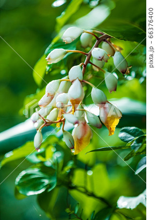 雨のさねんばな の写真素材