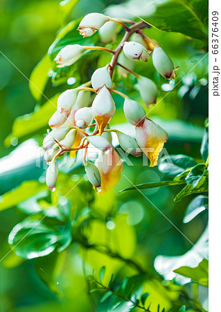 雨のさねんばな の写真素材