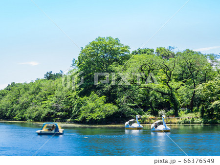 東京 井の頭公園 東京 井の頭公園 66376549