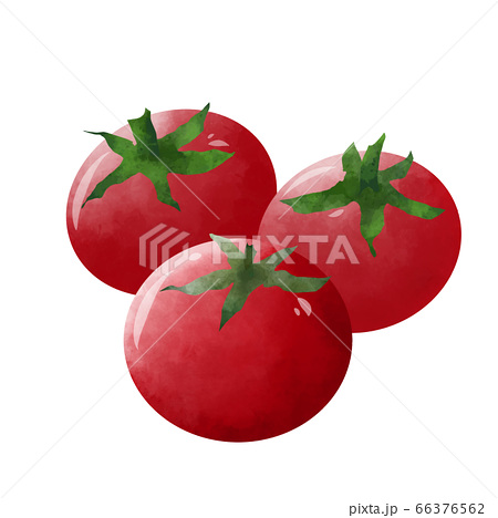 トマト 夏野菜 手書き 水彩風のイラスト素材