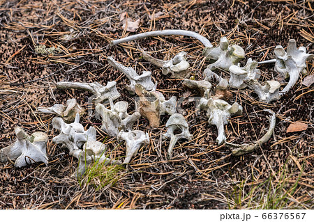 old animal bones on the grass in the forest old animal bones on the grass in the forest 66376567