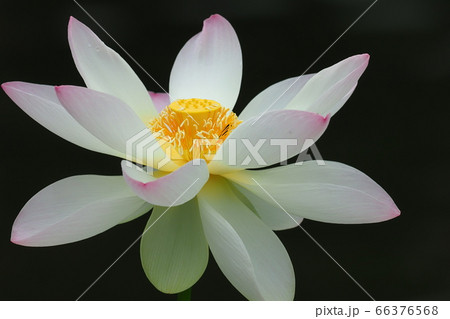 ハスの花（舞妃蓮） 66376568