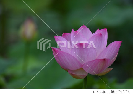 沖縄 公園の池に咲く蓮の花 沖縄 公園の池に咲く蓮の花 66376578