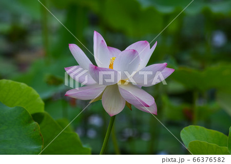 沖縄 公園の池に咲く蓮の花 沖縄 公園の池に咲く蓮の花 66376582