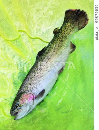 fish caught by a fisherman and is in a fishing net fish caught by a fisherman and is in a fishing net 66376630