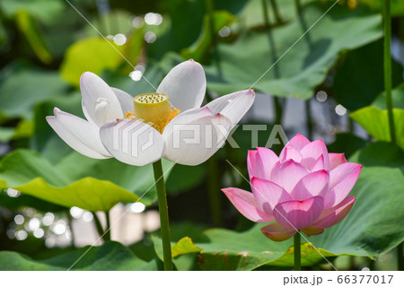 沖縄 公園の池に咲く蓮の花 沖縄 公園の池に咲く蓮の花 66377017
