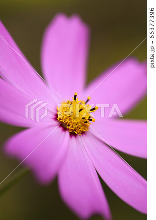 ピンクの一輪のコスモスの花 一輪のコスモスの花の写真素材