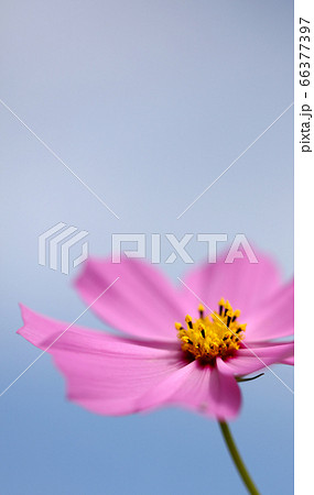 ピンクの一輪のコスモスの花 一輪のコスモスの花の写真素材