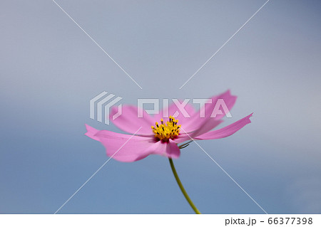 ピンクの一輪のコスモスの花 一輪のコスモスの花の写真素材