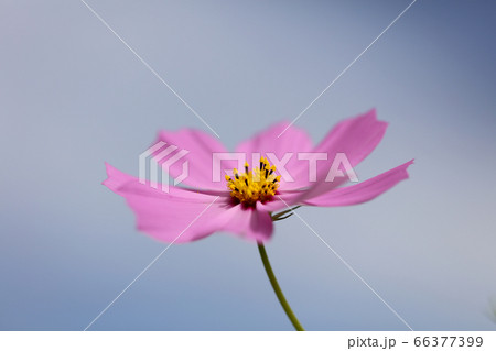 ピンクの一輪のコスモスの花 一輪のコスモスの花の写真素材