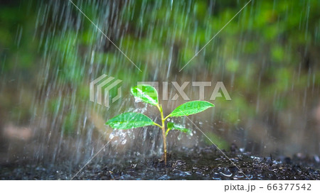 New life of young plant seedling grow in black 66377542