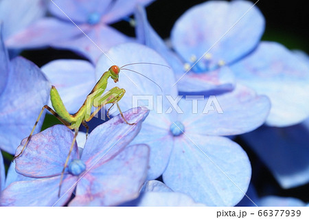 ハラビロカマキリの幼虫とアジサイの花 ハラビロカマキリの幼虫とアジサイの花 66377939