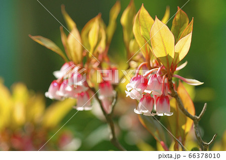 ホンコンドウダンツツジの写真素材