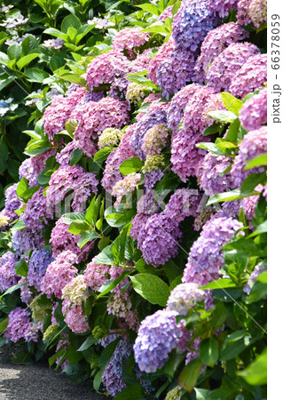 紫色のあじさい 66378059
