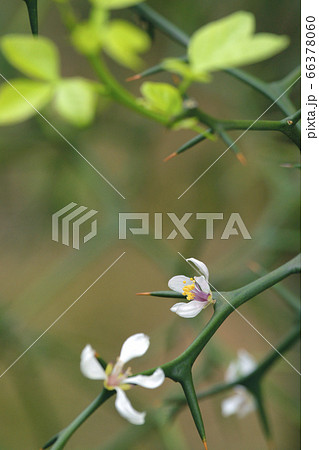 カラタチ 66378060