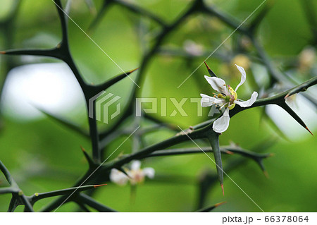 カラタチ 66378064