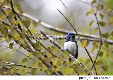 森の枝に止まるオオルリ 森の枝に止まるオオルリ 66378207