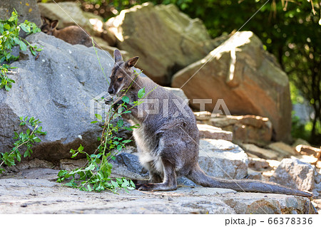 Red-necked Wallaby, australian kangaroo 66378336