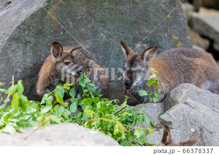 Red-necked Wallaby, australian kangaroo 66378337