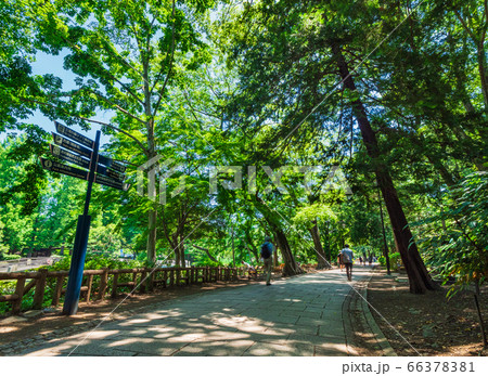 東京 井の頭公園 東京 井の頭公園 66378381