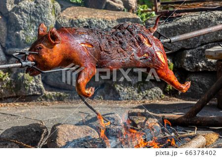 Piglet on the spit, open fire grill in outdoor 66378402