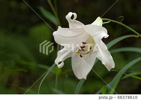 初夏の里山にひっそりと咲くササユリのクローズアップ 66378610