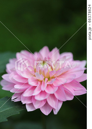 ピンクのダリアの花 一輪のダリア ピンクのダリア ピンクのダリアの花 一輪のダリア ピンクのダリア 66378624