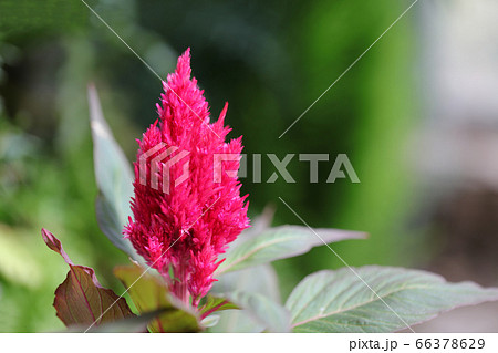 秋の草花 赤いケイトウの花 夏の草花 赤い草花の写真素材