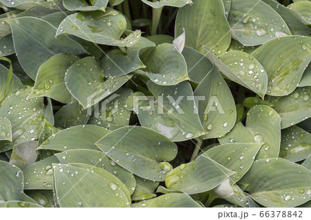 自然 風景 韓国 66378842