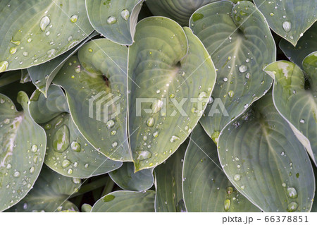 自然 風景 韓国 66378851