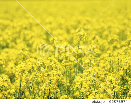 一面の菜の花畑 北海道 ５月 02の写真素材