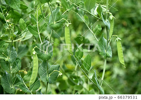 サヤエンドウ 66379531