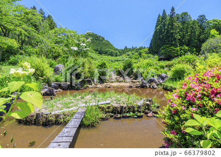 滝谷花菖蒲園 満開の花菖蒲と紫陽花 滝谷花菖蒲園 満開の花菖蒲と紫陽花 66379802