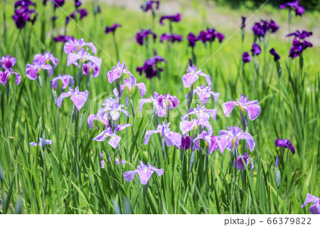 滝谷花菖蒲園 満開の花菖蒲と紫陽花 滝谷花菖蒲園 満開の花菖蒲と紫陽花 66379822