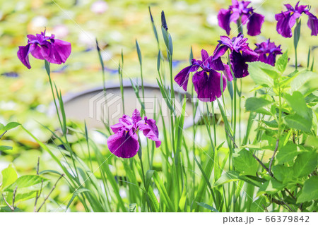 滝谷花菖蒲園　満開の花菖蒲と紫陽花 66379842