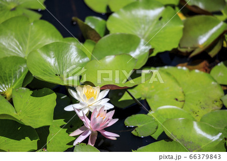 滝谷花菖蒲園　満開の花菖蒲と紫陽花 66379843