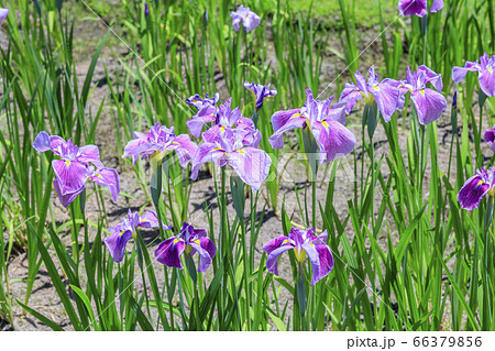滝谷花菖蒲園 満開の花菖蒲と紫陽花の写真素材