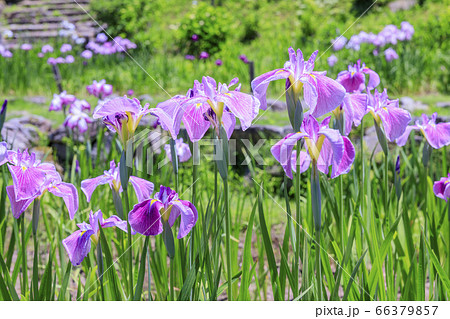 滝谷花菖蒲園 満開の花菖蒲と紫陽花の写真素材