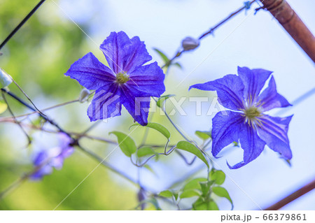 滝谷花菖蒲園 満開の花菖蒲と紫陽花 滝谷花菖蒲園 満開の花菖蒲と紫陽花 66379861