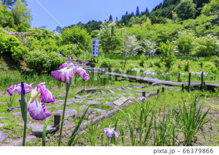 滝谷花菖蒲園　満開の花菖蒲と紫陽花 66379866